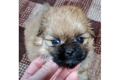 成約済の鹿児島県のミックス犬-117810の6枚目