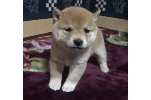 成約済の佐賀県の豆柴-118395の1枚目