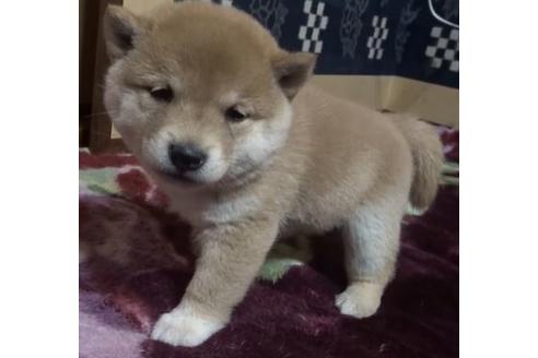 成約済の佐賀県の豆柴-118395の2枚目
