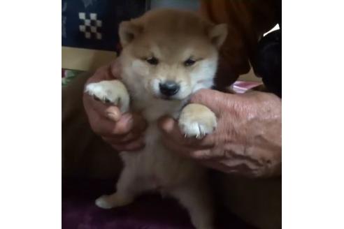 成約済の佐賀県の豆柴-118400の1枚目