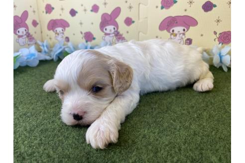 成約済の栃木県のミックス犬-118416の11枚目