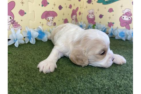 成約済の栃木県のミックス犬-118416の10枚目