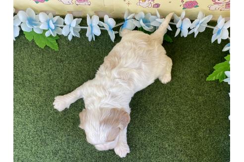 成約済の栃木県のミックス犬-118416の9枚目