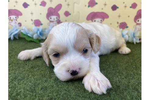 成約済の栃木県のミックス犬-118416の8枚目