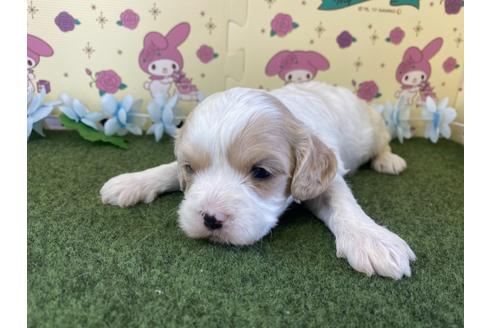 成約済の栃木県のミックス犬-118416の7枚目