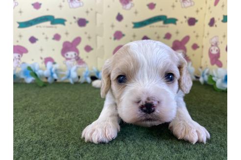 成約済の栃木県のミックス犬-118418の12枚目