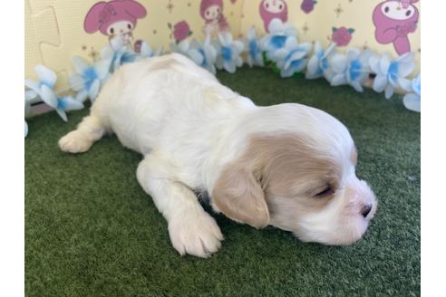 成約済の栃木県のミックス犬-118420の12枚目