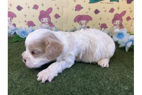 成約済の栃木県のミックス犬-118420の11枚目