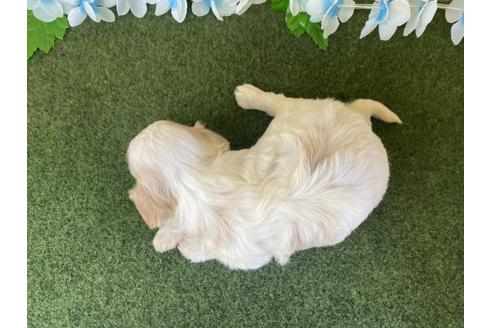 成約済の栃木県のミックス犬-118420の10枚目