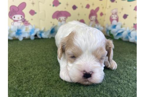 成約済の栃木県のミックス犬-118420の8枚目