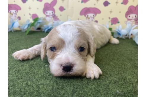 成約済の栃木県のミックス犬-118424の10枚目