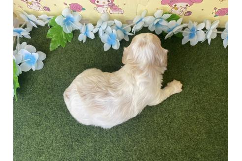 成約済の栃木県のミックス犬-118424の8枚目