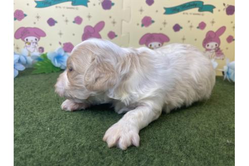 成約済の栃木県のミックス犬-118424の6枚目