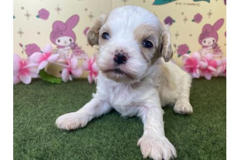 成約済の栃木県のミックス犬-118427の12枚目
