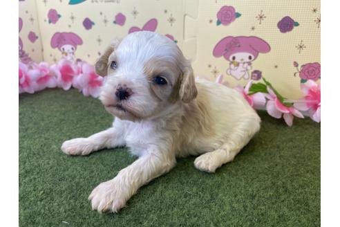 成約済の栃木県のミックス犬-118427の11枚目