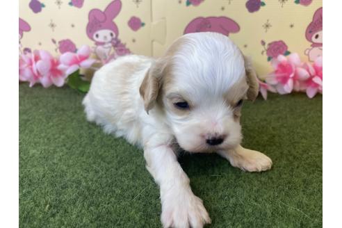 成約済の栃木県のミックス犬-118427の10枚目