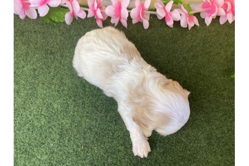 成約済の栃木県のミックス犬-118427の9枚目