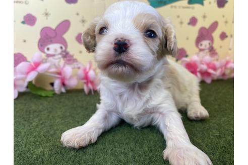 成約済の栃木県のミックス犬-118427の8枚目
