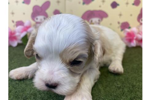 成約済の栃木県のミックス犬-118427の7枚目