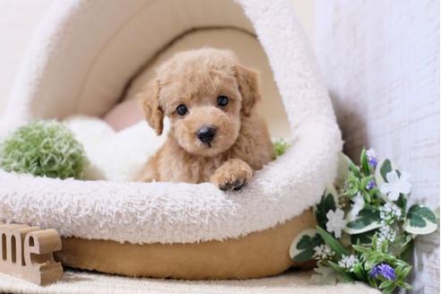 成約済の滋賀県のトイプードル-117212