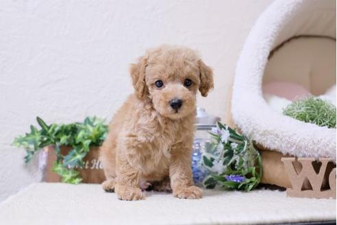 成約済の滋賀県のトイプードル-117212の5枚目