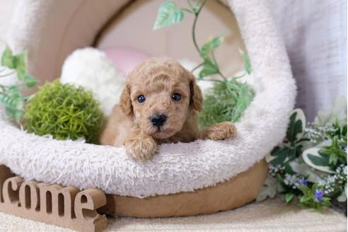 成約済の滋賀県のトイプードル-117212の3枚目