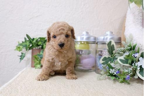 成約済の滋賀県のトイプードル-117212の2枚目