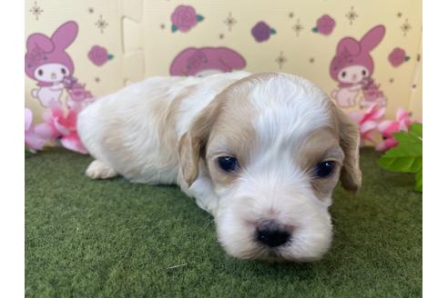 成約済の栃木県のミックス犬-118428の13枚目