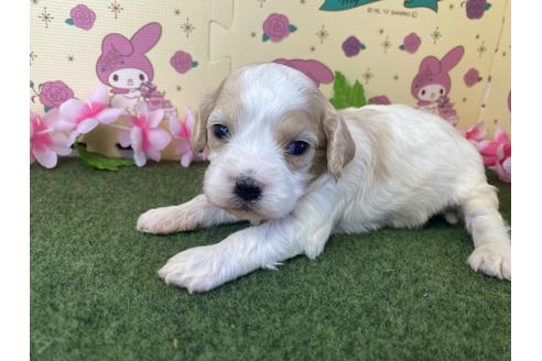 成約済の栃木県のミックス犬-118428の12枚目