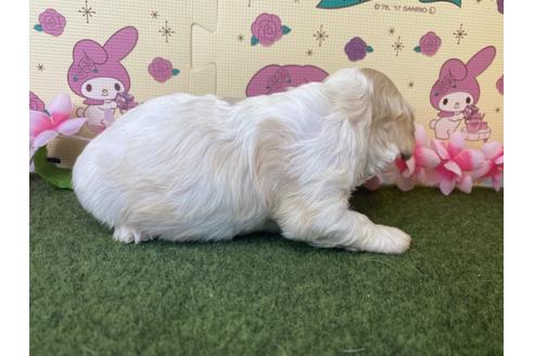 成約済の栃木県のミックス犬-118428の10枚目