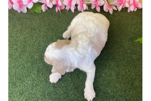 成約済の栃木県のミックス犬-118428の9枚目
