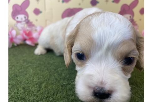 成約済の栃木県のミックス犬-118428の8枚目