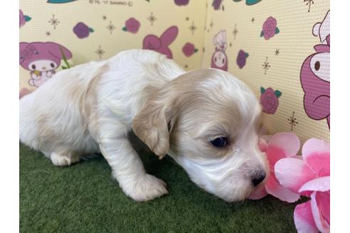 成約済の栃木県のミックス犬-118428の7枚目