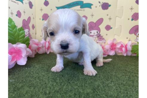 成約済の栃木県のミックス犬-118430の16枚目