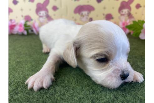 成約済の栃木県のミックス犬-118430の15枚目