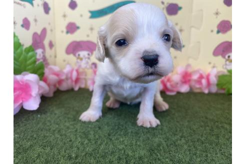成約済の栃木県のミックス犬-118430の13枚目