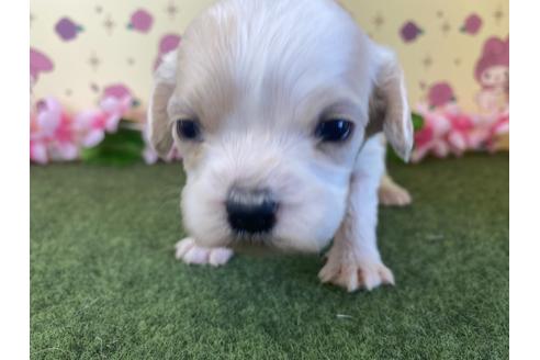 成約済の栃木県のミックス犬-118430の12枚目