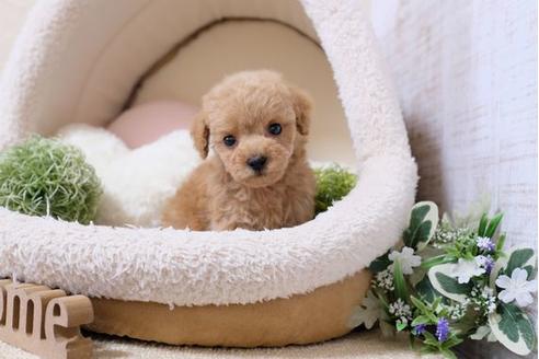 成約済の滋賀県のトイプードル-117214