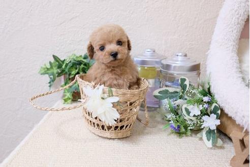 成約済の滋賀県のトイプードル-117214の5枚目