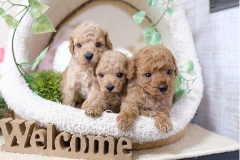 成約済の滋賀県のトイプードル-117214の4枚目