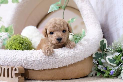 成約済の滋賀県のトイプードル-117214の3枚目