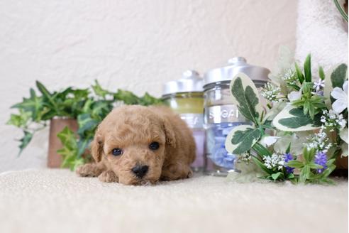 成約済の滋賀県のトイプードル-117214の2枚目