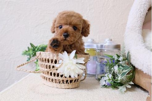 成約済の滋賀県のトイプードル-117215