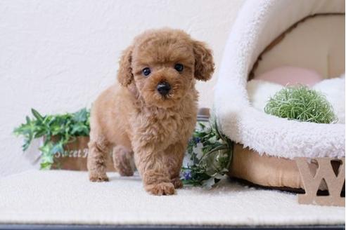 成約済の滋賀県のトイプードル-117215の5枚目