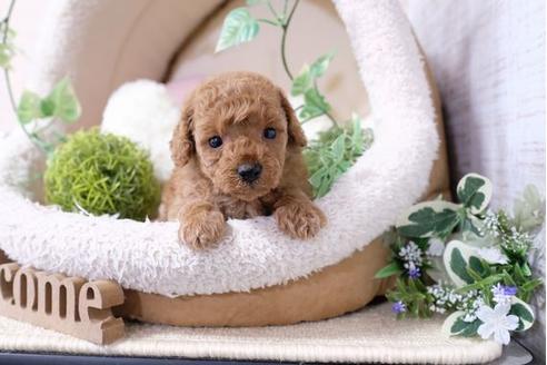 成約済の滋賀県のトイプードル-117215の3枚目