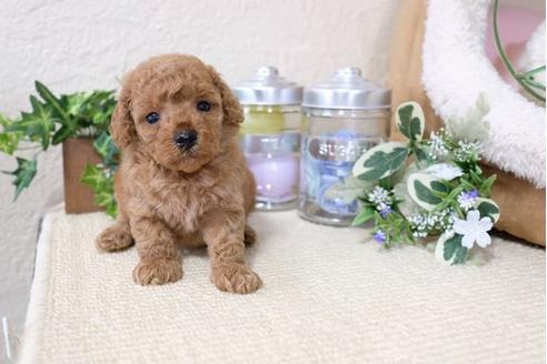 成約済の滋賀県のトイプードル-117215の2枚目