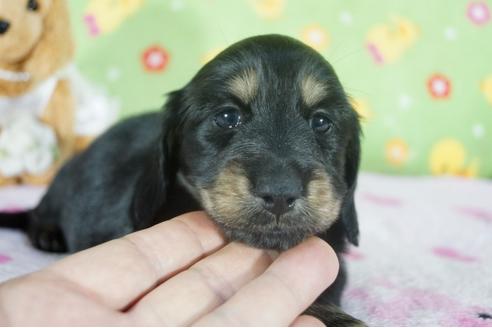 成約済の兵庫県のカニンヘンダックスフンド(ロングヘアード)-118434の3枚目