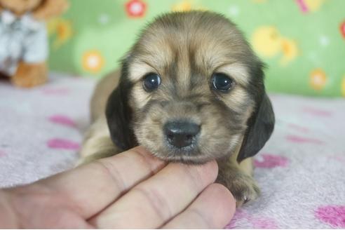 成約済の兵庫県のカニンヘンダックスフンド(ロングヘアード)-118440の1枚目