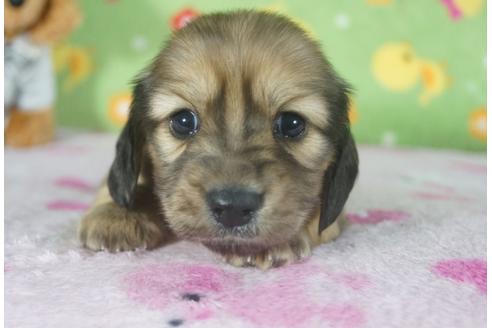 成約済の兵庫県のカニンヘンダックスフンド(ロングヘアード)-118440の3枚目