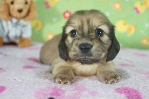 成約済の兵庫県のカニンヘンダックスフンド(ロングヘアード)-118440の2枚目